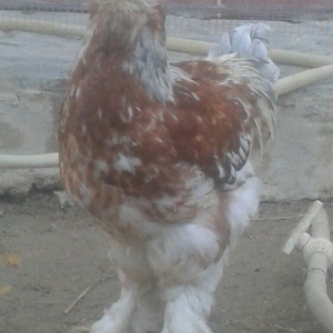 Brama xoruzu satılır tam saglam peyvəndləri vurulub  fərəsidə var sadı