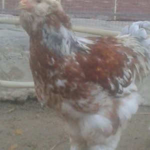 Brama xoruzu satılır tam saglam peyvəndləri vurulub  fərəsidə var sadı