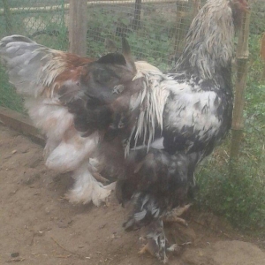 Brama xoruzları satılır tam saglam bütün peyvəndləri vurulub  5 aylıqd