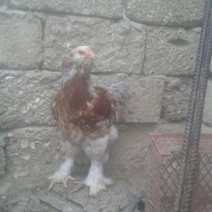 Brama xoruzları satılır tam saglam bütün peyvəndləri vurulub  5 aylıqd