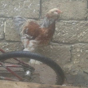 Brama xoruzları satılır tam saglam bütün peyvəndləri vurulub  5 aylıqd