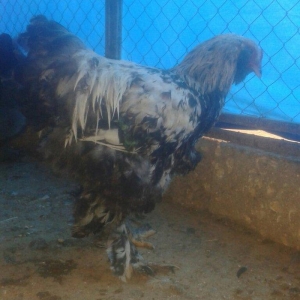 Brama xoruzları satılır tam saglam bütün peyvəndləri vurulub  5 aylıqd