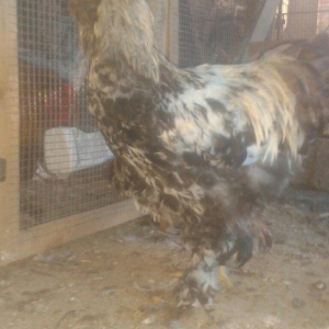 Brama xoruzları satılır tam saglam bütün peyvəndləri vurulub  5 aylıqd