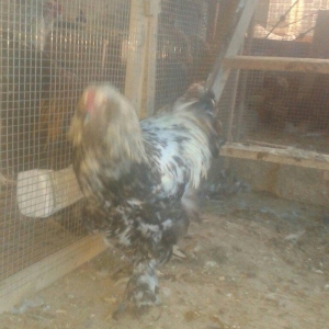 Brama xoruzları satılır tam saglam bütün peyvəndləri vurulub  5 aylıqd