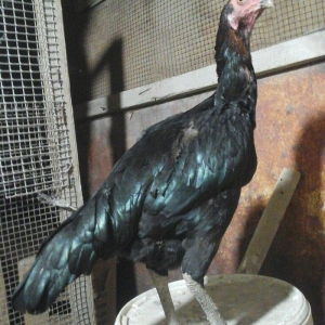 Heyratı toyugu doyusgen temiz ingilis sortu yumurtlayir tam saglamdir.