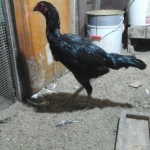 Heyratı toyugu doyusgen temiz ingilis sortu yumurtlayir tam saglamdir.