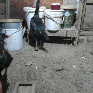 Heyratı toyugu doyusgen temiz ingilis sortu yumurtlayir tam saglamdir.