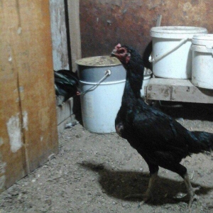 Heyratı toyugu doyusgen temiz ingilis sortu yumurtlayir tam saglamdir.