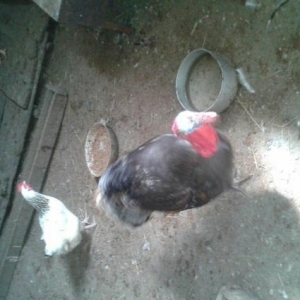 Erkek hinduska ve  diwi hinduwka damzliq satilir. 2 cut var.Her ikisi