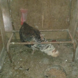 Erkek hinduska ve  diwi hinduwka damzliq satilir. 2 cut var.Her ikisi