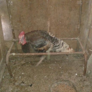 Erkek hinduska ve  diwi hinduwka damzliq satilir. 2 cut var.Her ikisi