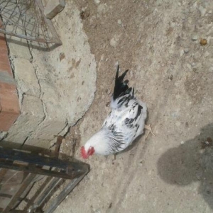 Kulcikan ve serbirst kend yumurtasi. Tam mayali qiymeti 0. 30 qepik co