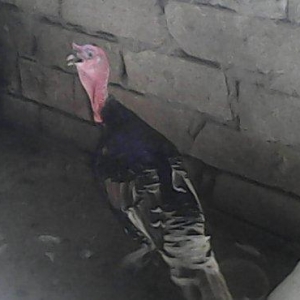 Tecili 2 cut hinduska satilir. 2 eded erkek 2 eded diwi hinduska satil