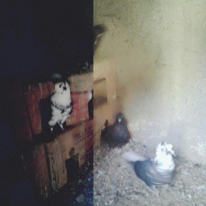 cil aq quyruq guyercin satilir qara guyercinlerde var hamisi bulut quw