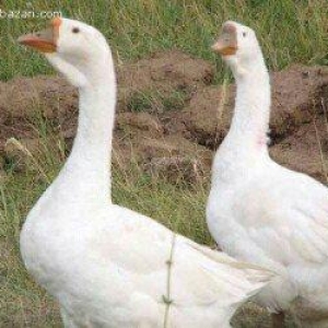 xalmaqor qaz 3 ayliq balalar satilir saxlamaqa yer yoxdu qiymet deyeri