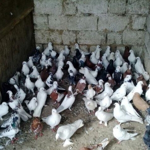 80 dene quwdu hoptavoy satiram niwanli quwlardi coxu 3 dene bedreng ol