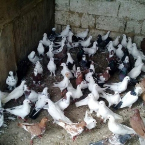 80 dene quwdu hoptavoy satiram niwanli quwlardi coxu 3 dene bedreng ol