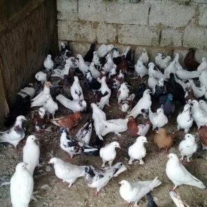 80 dene quwdu hoptavoy satiram niwanli quwlardi coxu 3 dene bedreng ol