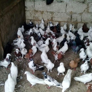 80 dene quwdu hoptavoy satiram niwanli quwlardi coxu 3 dene bedreng ol