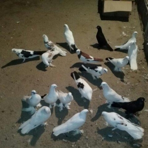 19 dene quwdu 180 manata coxu demek olarki cox quyruqdu