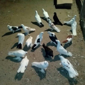 19 dene quwdu 180 manata coxu demek olarki cox quyruqdu