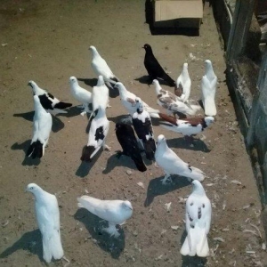 19 dene quwdu 180 manata coxu demek olarki cox quyruqdu