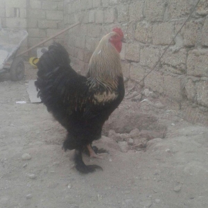 Brama xoruz sstılır  9 aylıq tam sahlam  darkın fərəsiylə bsrter edərə