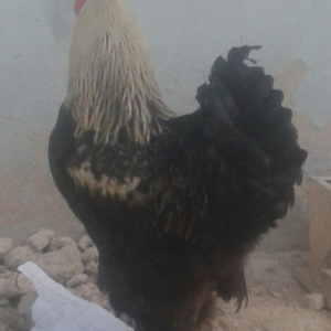 Brama xoruz sstılır  9 aylıq tam sahlam  darkın fərəsiylə bsrter edərə