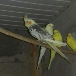 Salam  karella  dişidi  5 aylq  40 manata əmircandadl  2 cut amadin ba