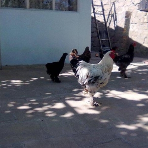 Təmiz sort brama peyvənd olunub ,1 aylıqdan 14 aylıqa qədər var