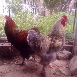 Dark brama satılır 1 illik   peyənd olunub. Tam saqlam damazlık