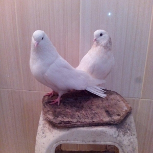 1cut ag agquyruqlar maskvadan gelib erkeyin ayaginda uzuyude var kodlu