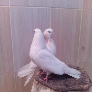 1cut ag agquyruqlar maskvadan gelib erkeyin ayaginda uzuyude var kodlu