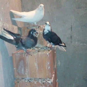 13 eded agquyryqlar nikoleyeviskidi hamisi 1 cutu ag agquyruqdu keven