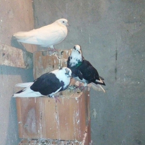 13 eded agquyryqlar nikoleyeviskidi hamisi 1 cutu ag agquyruqdu keven