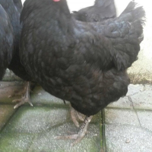 avstrolop sortlu Toyuq 50azn 1denesi real isteyen elaqe saxlasin