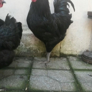 avstrolop sortlu Toyuq 50azn 1denesi real isteyen elaqe saxlasin