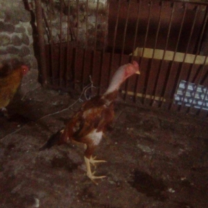 bir il bew ayliqdi super doyuwur atasi miwar anasi dowablardandi esl x