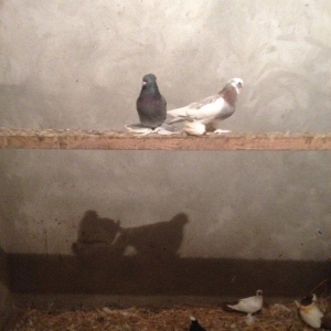 5 eded lelekli çekilli hazır bala veren quşlar 50 manat tam sağlam