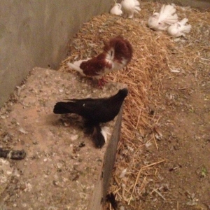 5 eded lelekli çekilli hazır bala veren quşlar 50 manat tam sağlam