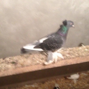 5 eded lelekli çekilli hazır bala veren quşlar 50 manat tam sağlam