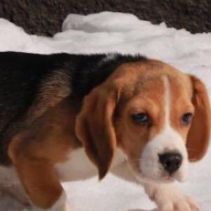 Sifarişlə Beagle. Şəkildəki bala Beagl. 7-10 gün ərzində Ukraynada