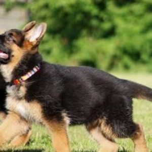 Şəkildə gördüyünüz nemkalar sifariş üçündür. 1-3 aylıq. Radaslovonnu ç