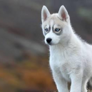 Sifarişlə Xaski balaları   başlayan q. 7-10 gün ərzində Ukraynad