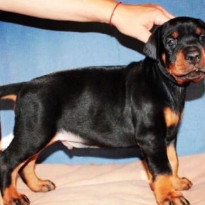 Sifarişlə Doberman balası...600$-dan başlayan qiymətlərlə. 5-7 gün ərz
