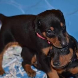 Sifarişlə Doberman balası...600$-dan başlayan qiymətlərlə. 5-7 gün ərz