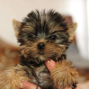 Не обыкновенно красивые щенки йоркширского терьера, мальчик и девочка