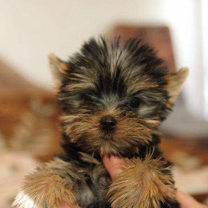 Не обыкновенно красивые щенки йоркширского терьера, мальчик и девочка
