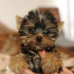 Не обыкновенно красивые щенки йоркширского терьера, мальчик и девочка