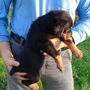 1 ayligdir. Oynag kucukdur. Ata va anasinin cut wakillari var.